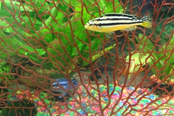 Avenue D fish tank