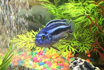 Bubbles swimming